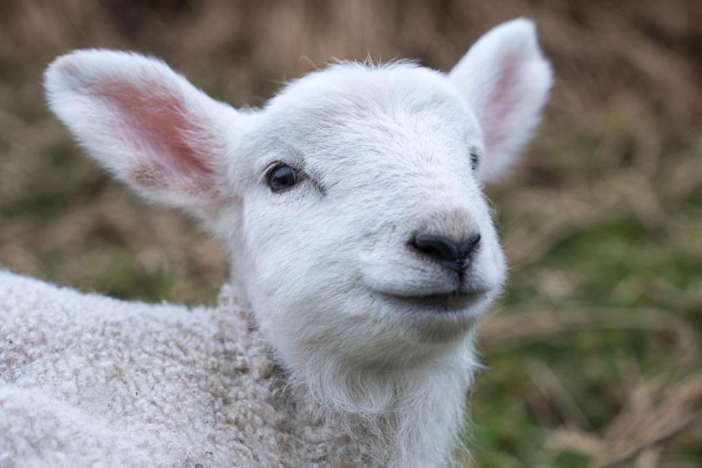 Devlin Farm Life * Westport